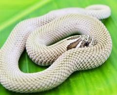 Baby Arctic Super Anaconda Western Hognose Snakes