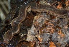 Elephant Trunk Snakes