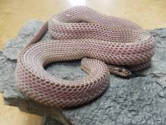 West African File Snakes