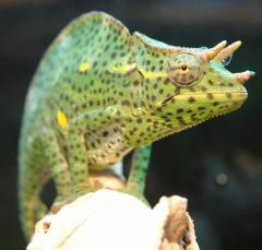 Deremensis Chameleons