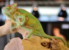 Large Veiled Chameleons