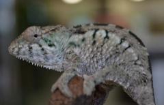 Small Nosy Faly Panther Chameleons
