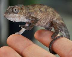Small Blue Bar Ambilobe Panther Chameleons w/nipped tails