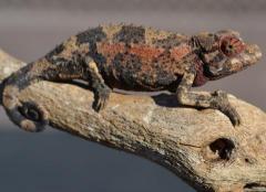 Small Jacksons Chameleons