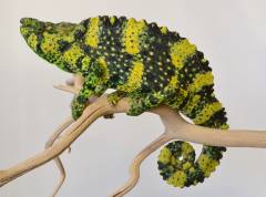 Mellers Chameleons