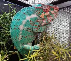 Adult Nosy Faly Panther Chameleons