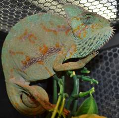 Medium Female Veiled Chameleons