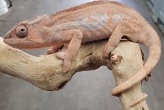 Sub Adult Female Sambava Panther Chameleons