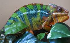 Adult Blue Bar Ambilobe Panther Chameleons w/minor scars