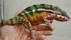 Sub Adult Male Sambava Panther Chameleons