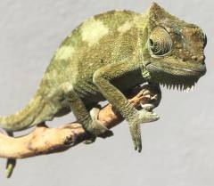 Medium Four Horned Chameleons