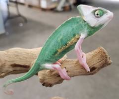 Sub Adult Male High White Piebald Veiled Chameleons