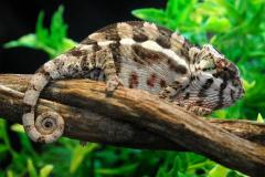 Small Sambava Panther Chameleons