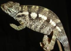 Medium Female Blue Ambanja Panther Chameleons