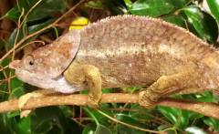 Elephant Ear Chameleons (aka short horned)