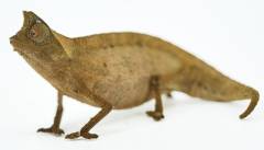 Madagascar Brown Leaf Chameleons (superciliaris)