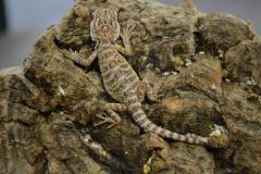 Baby Bearded Dragons w/stub tails