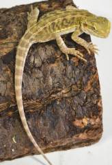 Small Citrus Leatherback Bearded Dragons