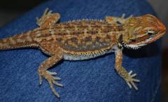 Medium Red Dunner Bearded Dragons