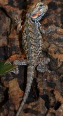 Baby Silkie Bearded Dragons