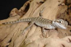 Baby Bearded Dragons w/nipped tails