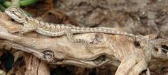 Sub Adult Leatherback Bearded Dragons