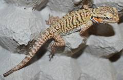 Baby Silkie Bearded Dragons w/nip tails