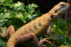 Sub Adult Silkie Bearded Dragons