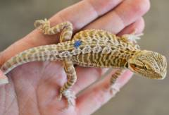 Baby Hypo Leatherback Bearded Dragons (het zero)