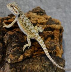 Baby Citrus Bearded Dragons