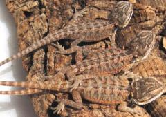 Baby Red x Bearded Dragons w/nip tails