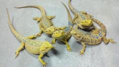 Adult Yellow Bearded Dragons w/minor nips