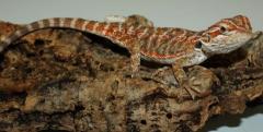 Medium Hypo Red Leatherback Bearded Dragons