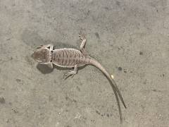 Baby Zero Bearded Dragons Het for Hypo Leatherback