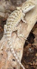 Medium Bearded Dragons
