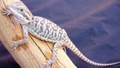 Baby Hypo Leatherback Bearded Dragons