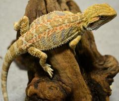 Small Hypo Bearded Dragons