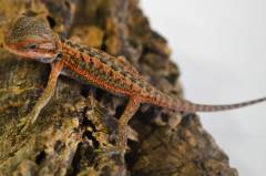 Baby Dunner Red Translucent Leatherback Bearded Dragons
