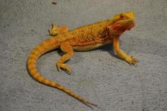 Adult Orange Bearded Dragons