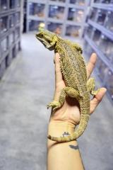 Adult Male Bearded Dragons w/minor nips