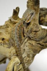 Baby Translucent Leatherback Bearded Dragons