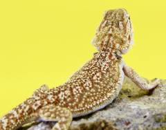 Small Dunner Bearded Dragons