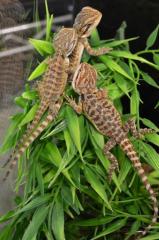 Baby Red Leatherback Bearded Dragons