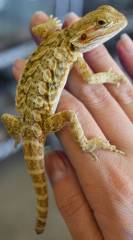 Medium Leatherback Bearded Dragons w/minor nips