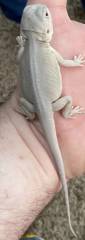 Small Hypo Leatherback Witblits Bearded Dragon