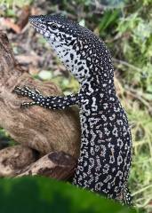 Small Spotted Tree Monitors