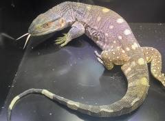 Medium Black Throat Monitors
