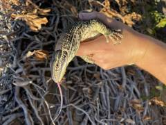 Medium Male Argus Monitor