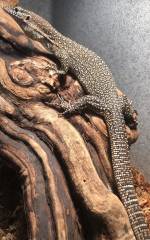 Adult Blue Spot Timor Monitors