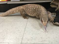 Adult Savannah Monitors